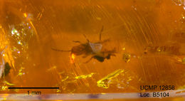 Phlaeothripidae resmi