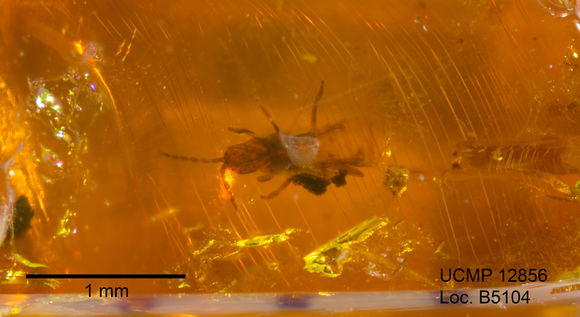 Image of tube-tailed thrips