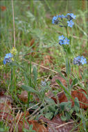 Image of Alpine forget-me-not