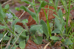 Image of Alpine forget-me-not