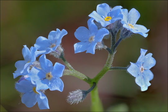 Image of Alpine forget-me-not