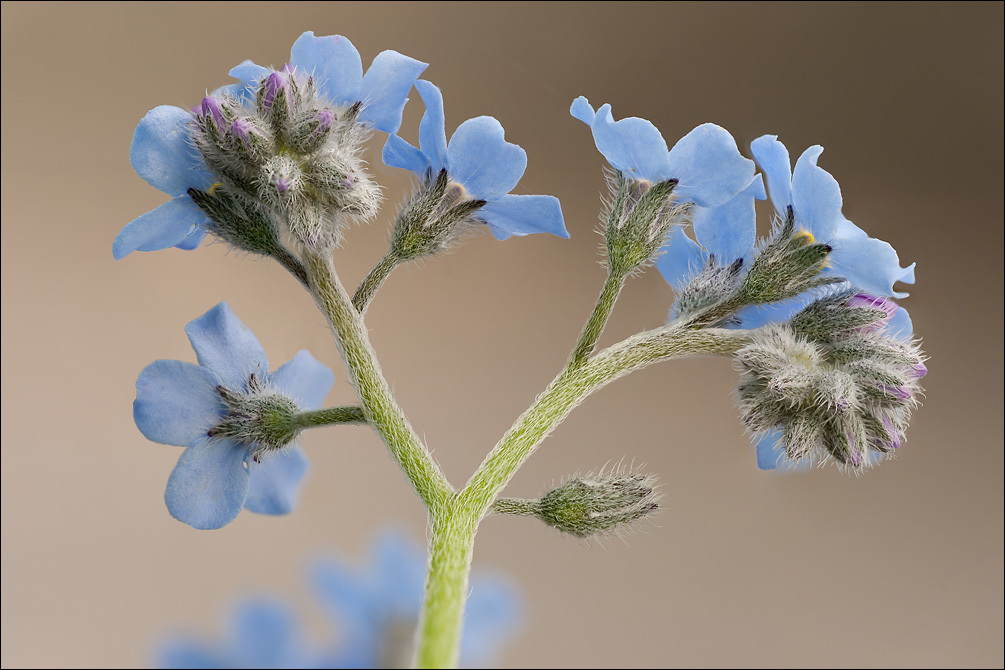 Image of Alpine forget-me-not