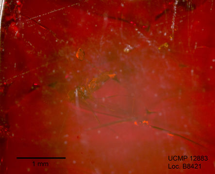 Image of gall midges and wood midges