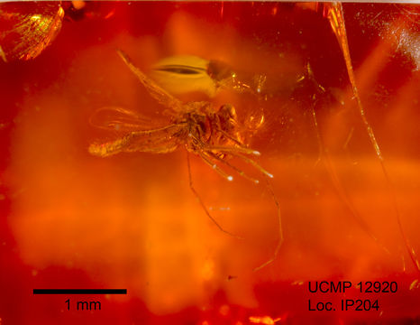 Image of midges