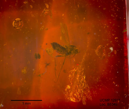 Image of midges