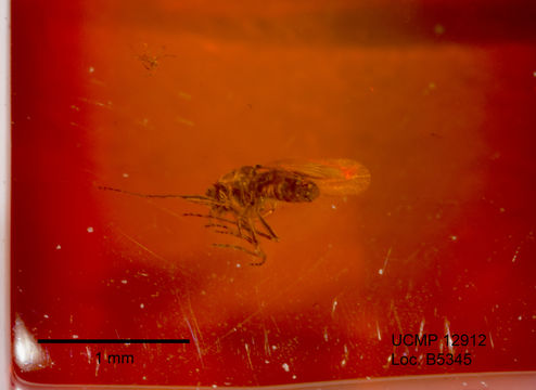 Image of midges