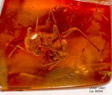 Image of cornfield and citronella ants