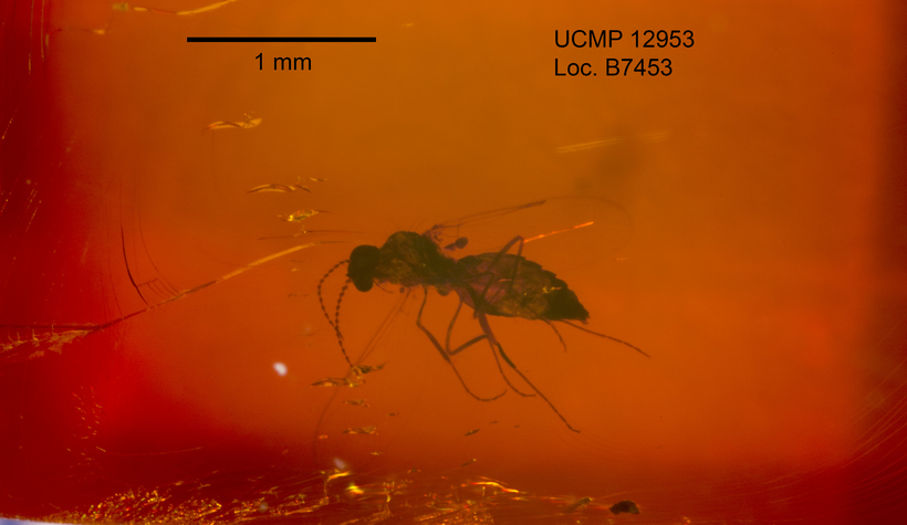 Image of biting midges