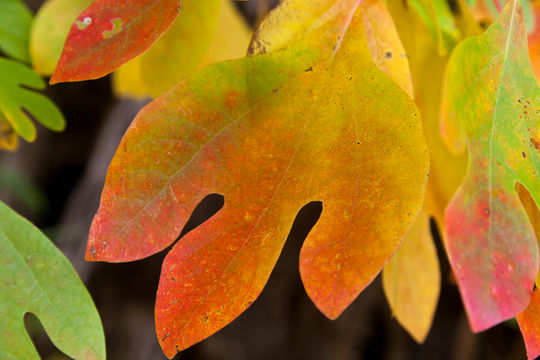 Image of Mitten tree