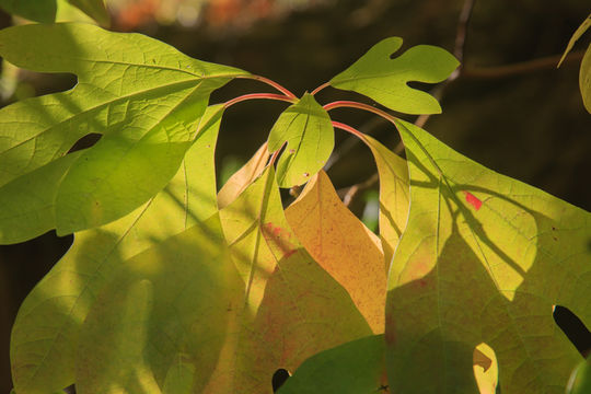 Image of Mitten tree