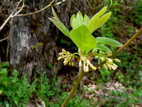 Image of Mitten tree