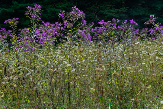 Image of giant ironweed