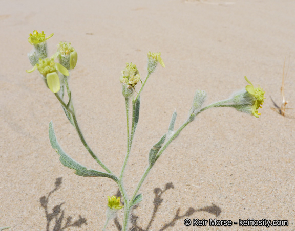 Image of laxflower