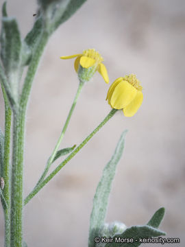 Image of laxflower