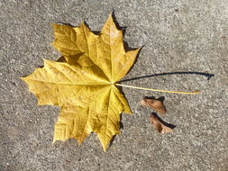 Image of Norway Maple