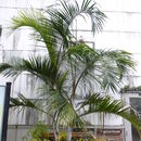 Image of Ambositra palm