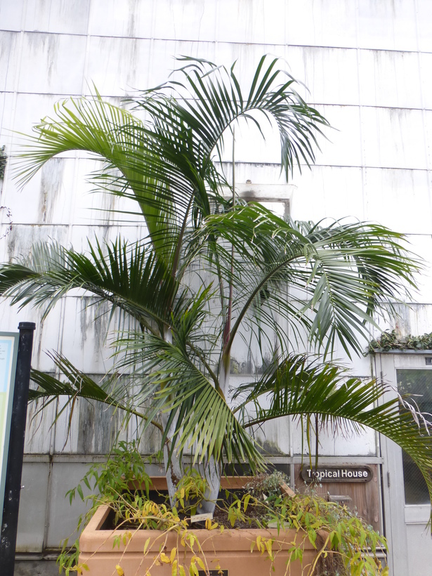 Image of Ambositra palm