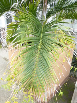 Image of Ambositra palm