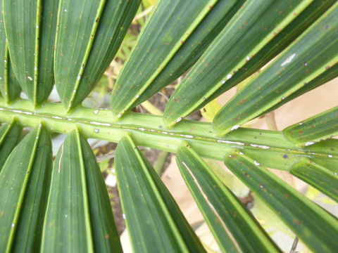 Image of Ambositra palm