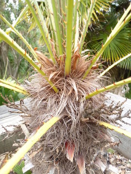 Image of Chamaerops humilis var. argentea (anon.) André