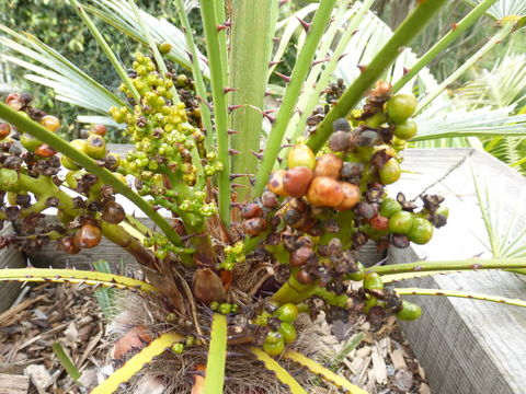 Image of Chamaerops humilis var. argentea (anon.) André