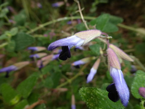 Image de Salvia semiatrata Zucc.