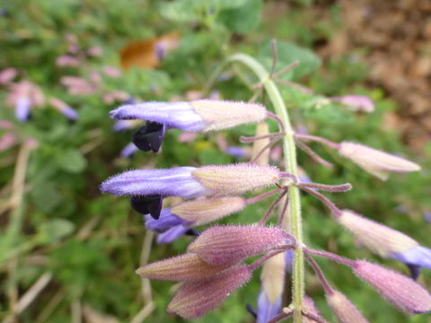 Image de Salvia semiatrata Zucc.