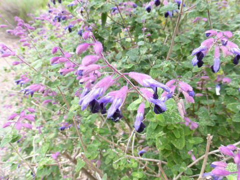 Image de Salvia semiatrata Zucc.