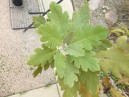 Image of <i>Bocconia latisepala</i>