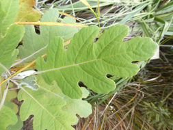 Image of <i>Bocconia latisepala</i>