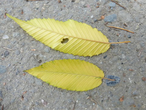 Слика од Carpinus japonica Blume