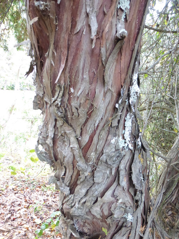Image of Atlantic White Cedar