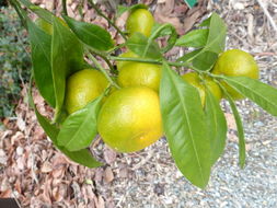 Image of tangerine