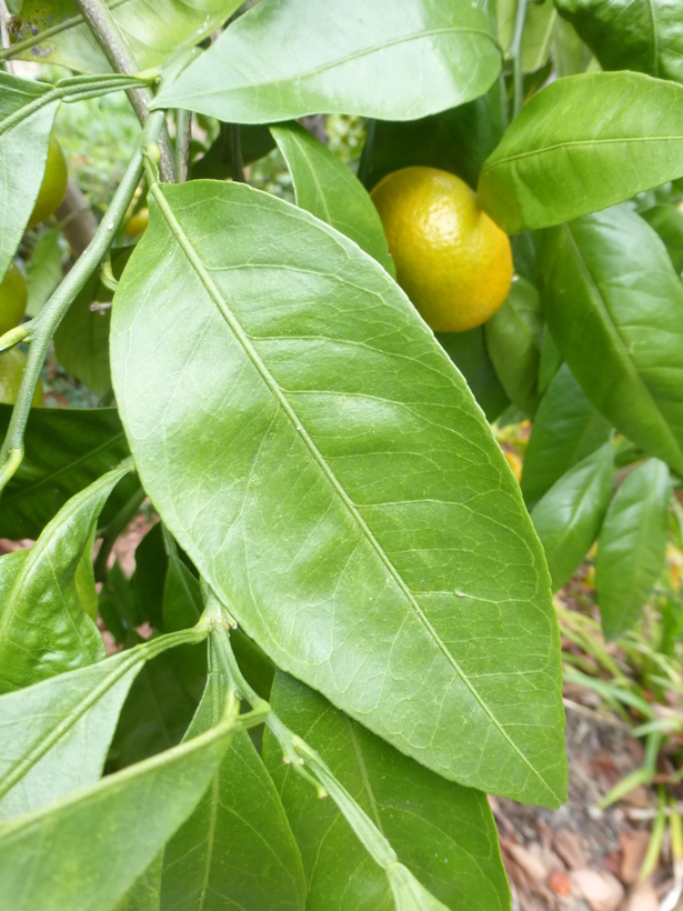 Image of tangerine