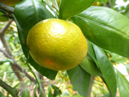 Image of tangerine