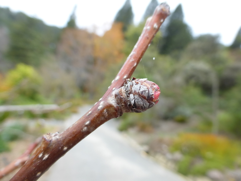 Image of Chinese Hawthorn