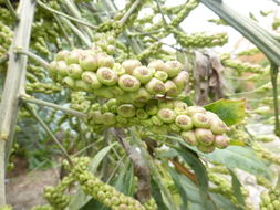 Image of Highveld Cabbage Tree