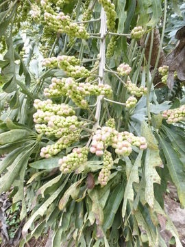 Image of Highveld Cabbage Tree