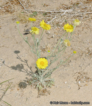 Image of woolly desert marigold