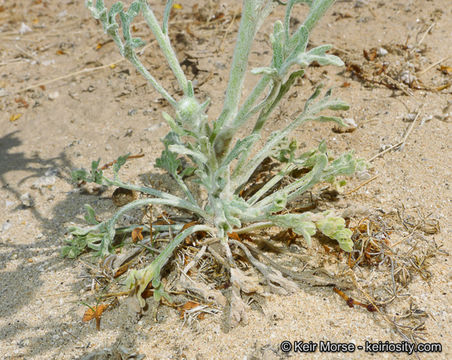 Image of woolly desert marigold