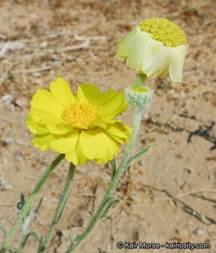 Image of woolly desert marigold