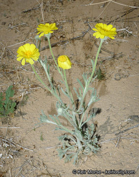 Image of woolly desert marigold