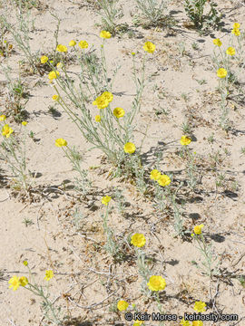 Image of woolly desert marigold