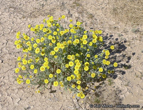 Image of woolly desert marigold