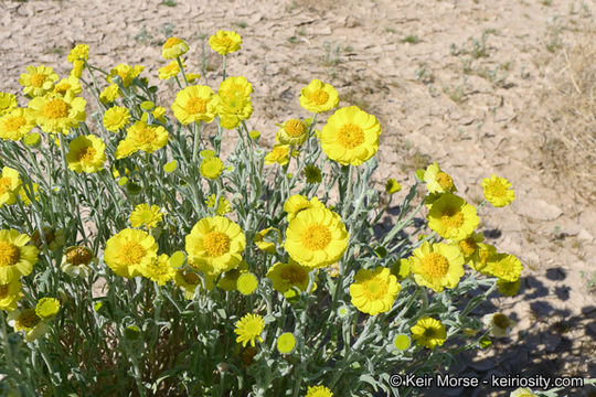 Image of woolly desert marigold