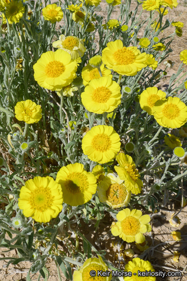 Image of woolly desert marigold