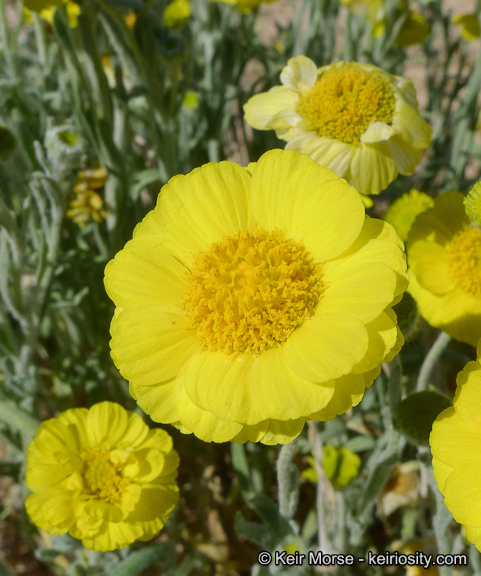 Image of woolly desert marigold