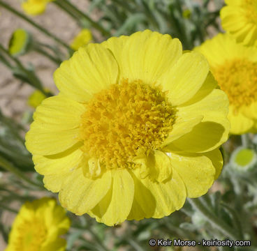 Image of woolly desert marigold