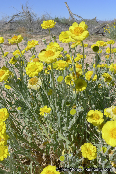 Image of woolly desert marigold