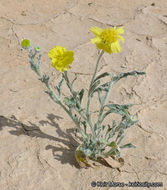 Image of woolly desert marigold